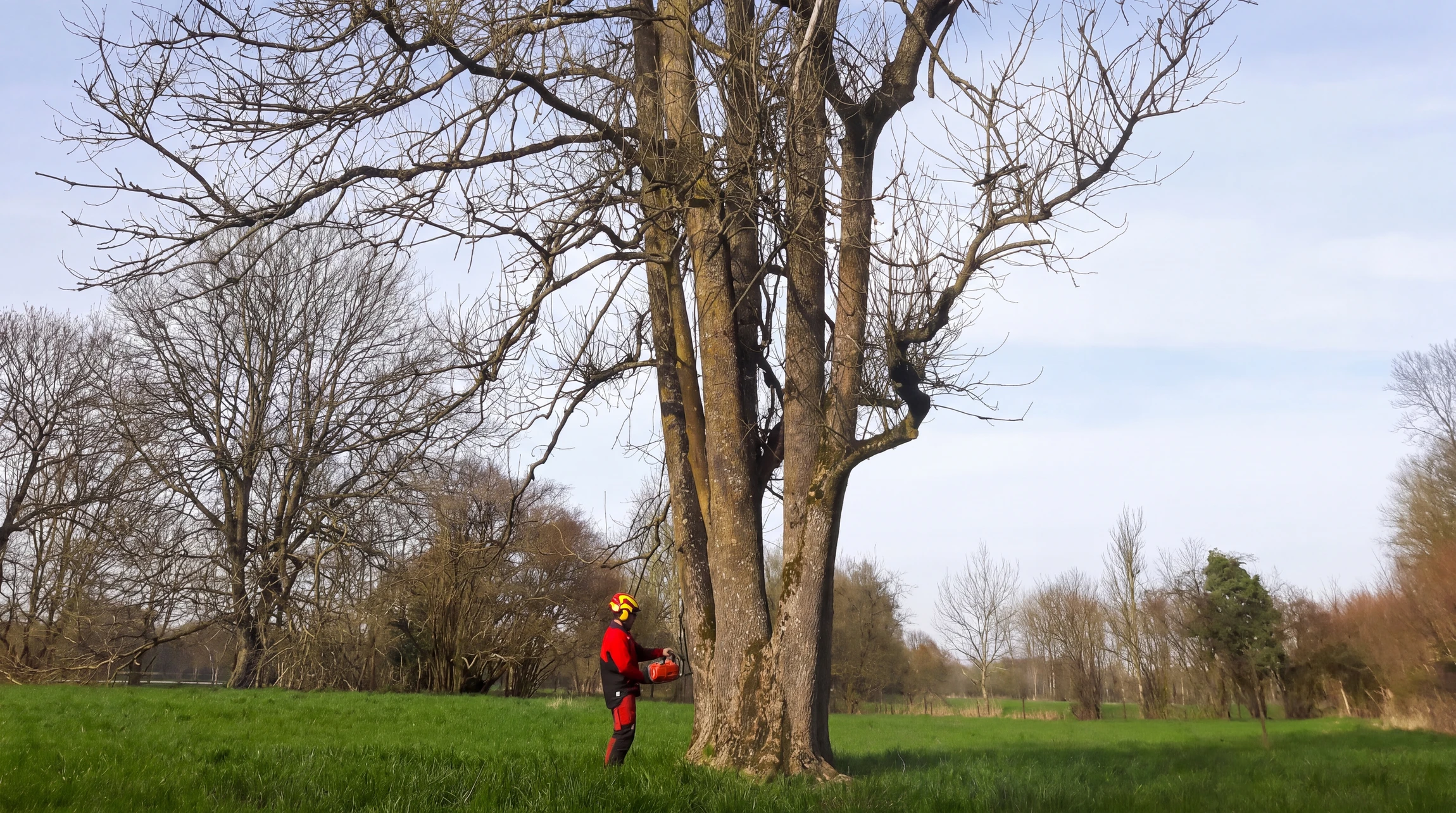 Arboriste en combinaison rouge et casque jaune de protection tenant une tronçonneuse au pied d'un grand arbre feuillu sans feuilles