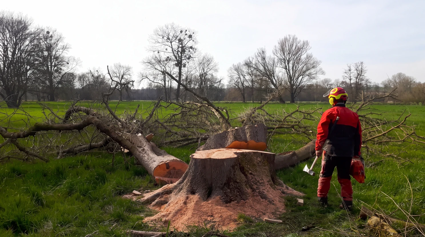 Bûcheron en tenue de protection complète (casque jaune/rouge antibruit, combinaison rouge, jambières anti-coupures orange) tenant une hache, observant une souche fraîchement abattue